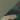 Loden/ Green Camo