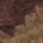 Fawn/ Espresso Brown 
