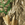 Realtree Edge