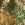 Realtree Edge