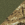Olive Drab Green/ Realtree Edge