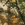 Realtree Edge