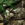 Realtree Edge