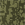 Olive Drab Green