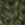 Olive Drab Green