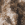 Realtree Edge/ Coyote Brown