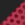 Black/ Deep Red