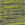 Lime Shock-True Navy Electric